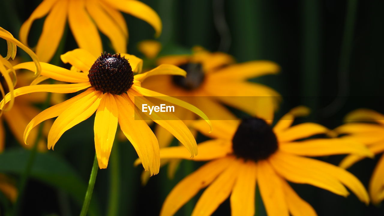 flower, flowering plant, yellow, freshness, black-eyed susan, plant, beauty in nature, flower head, close-up, petal, fragility, growth, macro photography, nature, inflorescence, focus on foreground, pollen, no people, outdoors, sunflower, botany