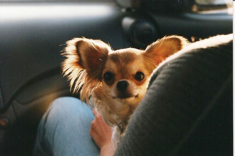 Portrait of chihuahua on persons laps