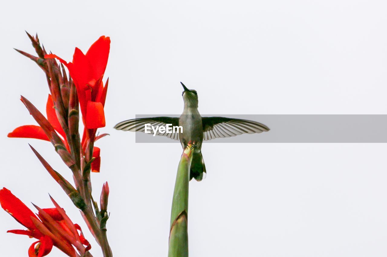 CLOSE-UP OF A BIRD FLYING AGAINST WHITE WALL