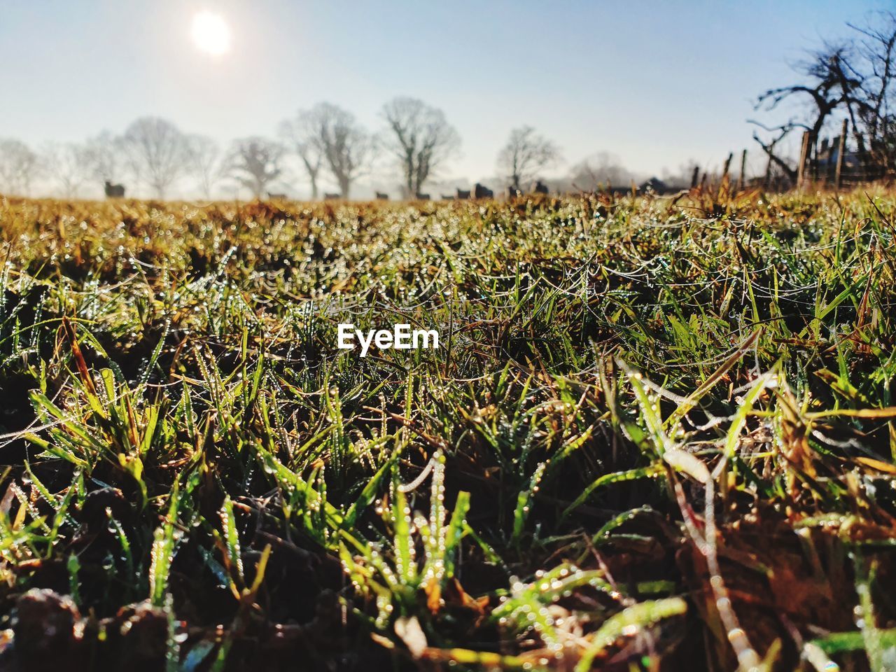 CLOSE-UP OF PLANTS ON FIELD