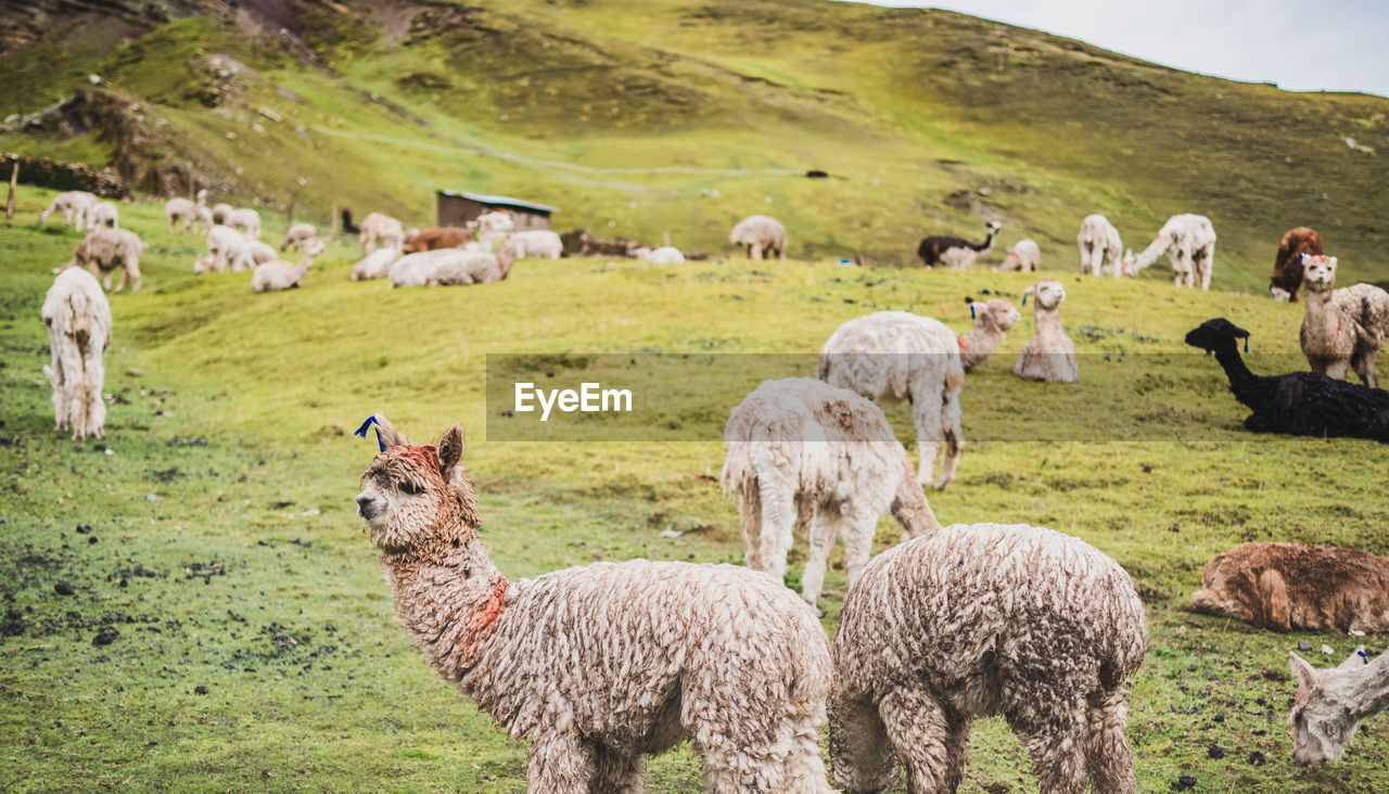 SHEEP STANDING IN FARM