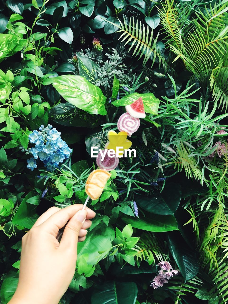 CROPPED HAND OF PERSON HOLDING SMALL FLOWER