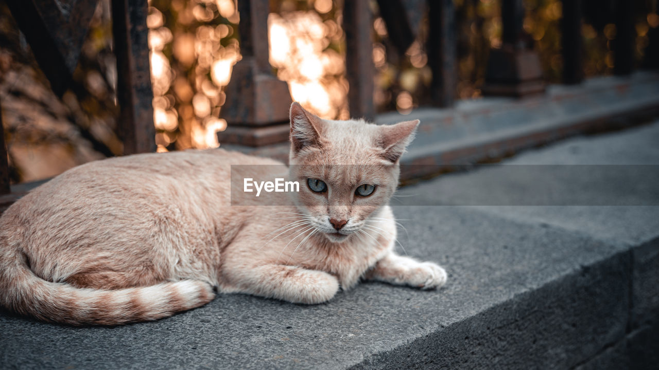 Portrait of ginger cat on footpath