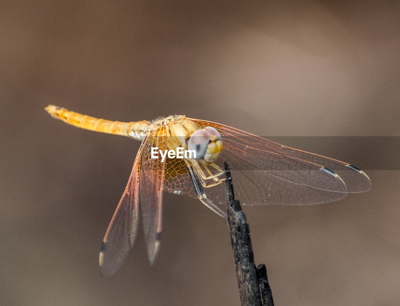 CLOSE UP OF DRAGONFLY