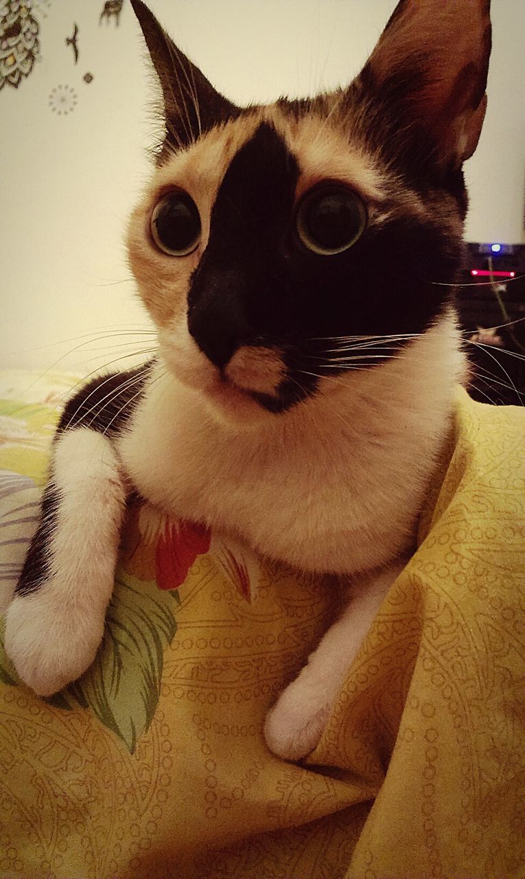 CLOSE-UP PORTRAIT OF CAT SITTING ON SOFA AT HOME