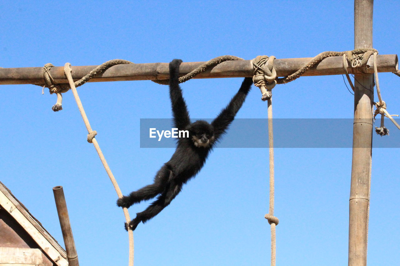 LOW ANGLE VIEW OF MONKEY ON CLOTHESLINE AGAINST SKY