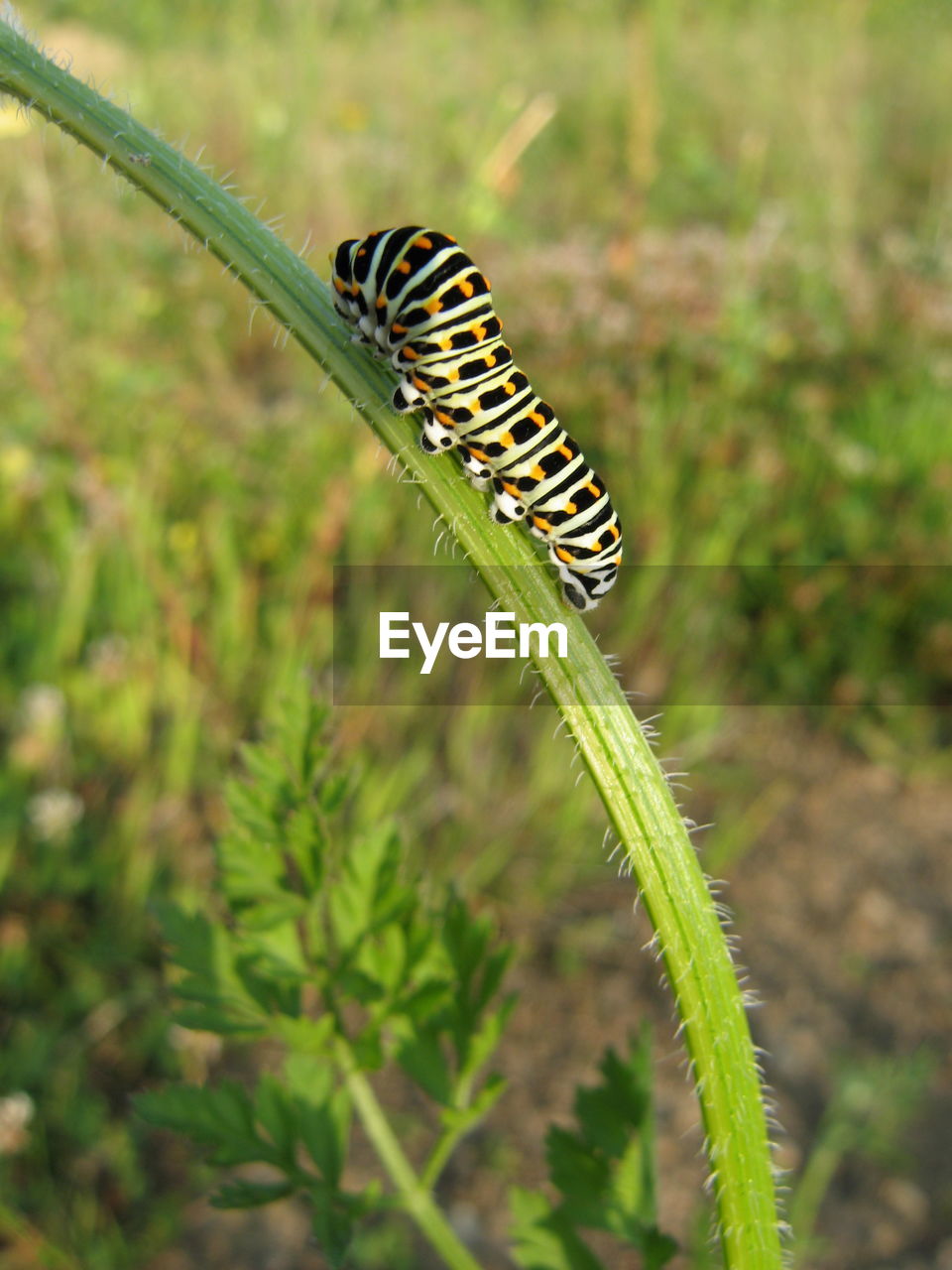 Close-up of butterfly on plant