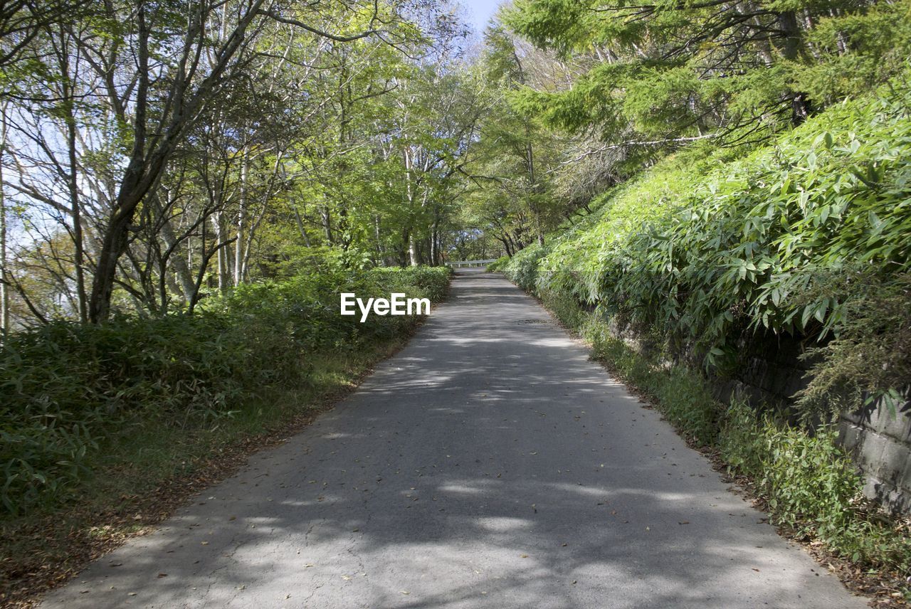 ROAD AMIDST TREES IN FOREST