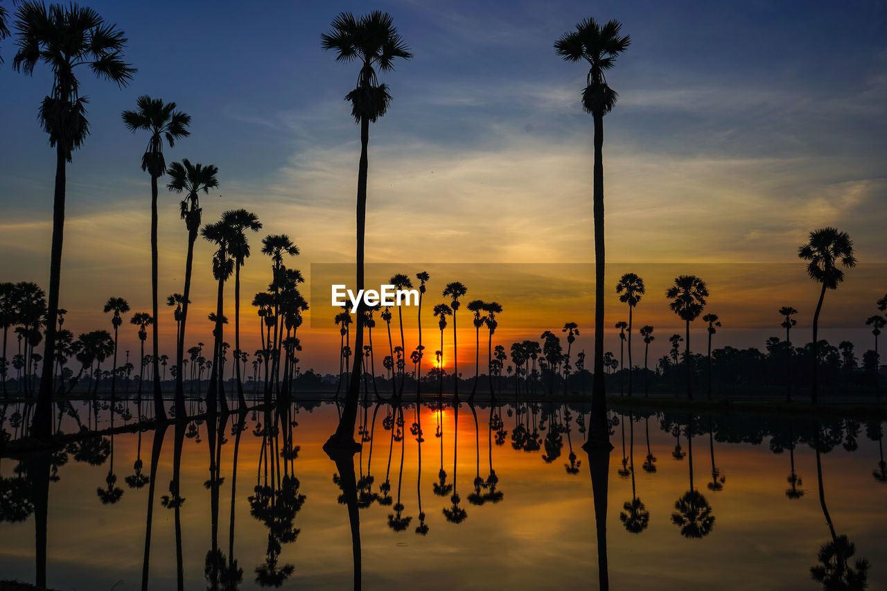 SILHOUETTE PLANTS BY LAKE AGAINST SKY DURING SUNSET