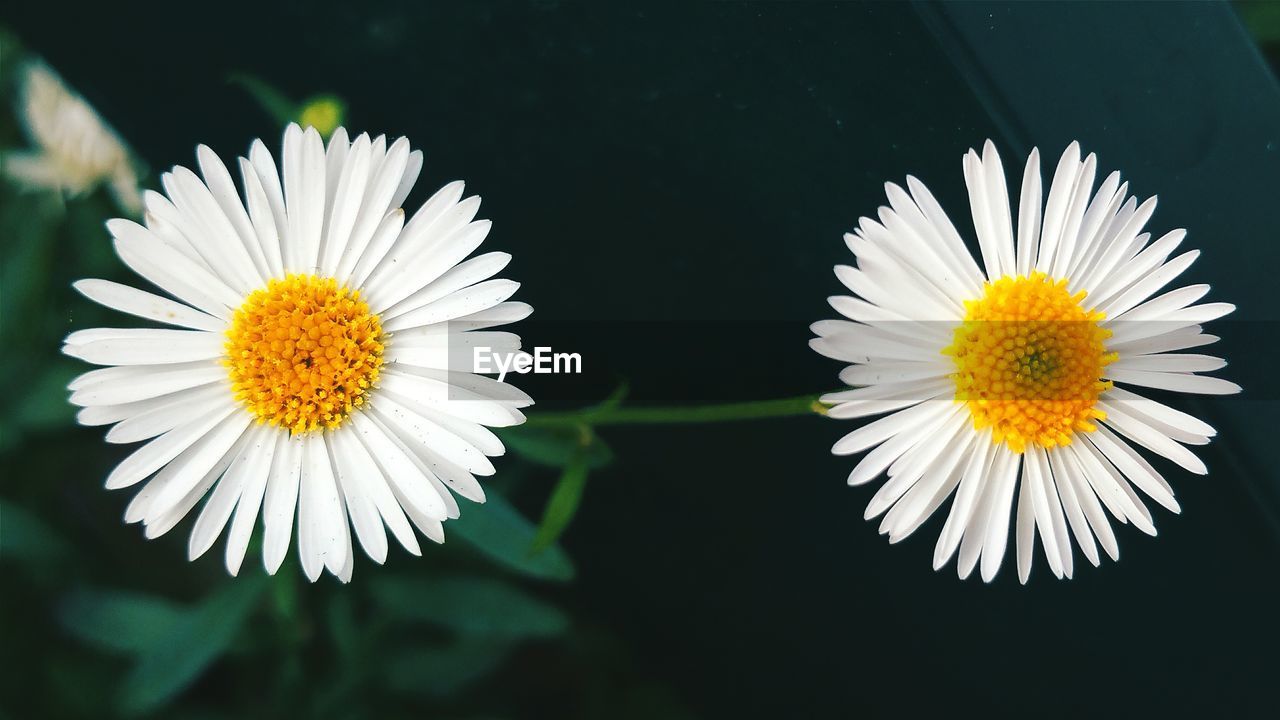 Close-up of white daisy blooming outdoors