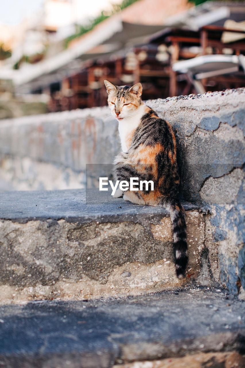 CAT SITTING ON A STONE WALL