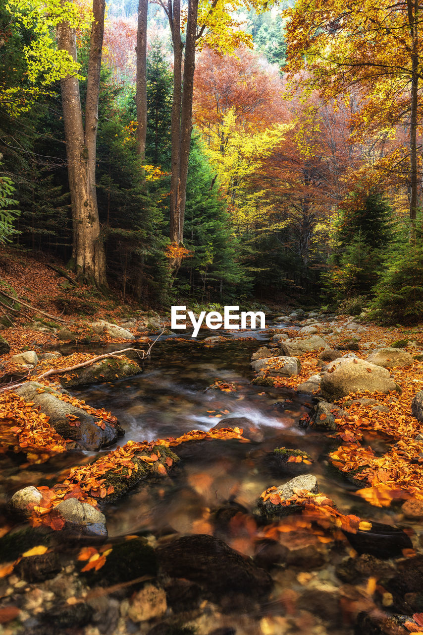 Leaves in stream amidst trees in forest during autumn