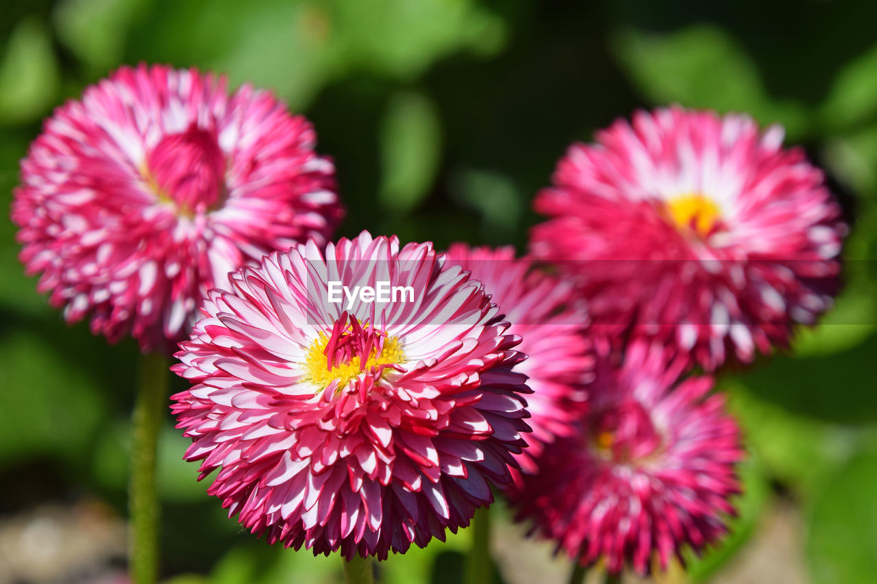 Close-up of pink flower