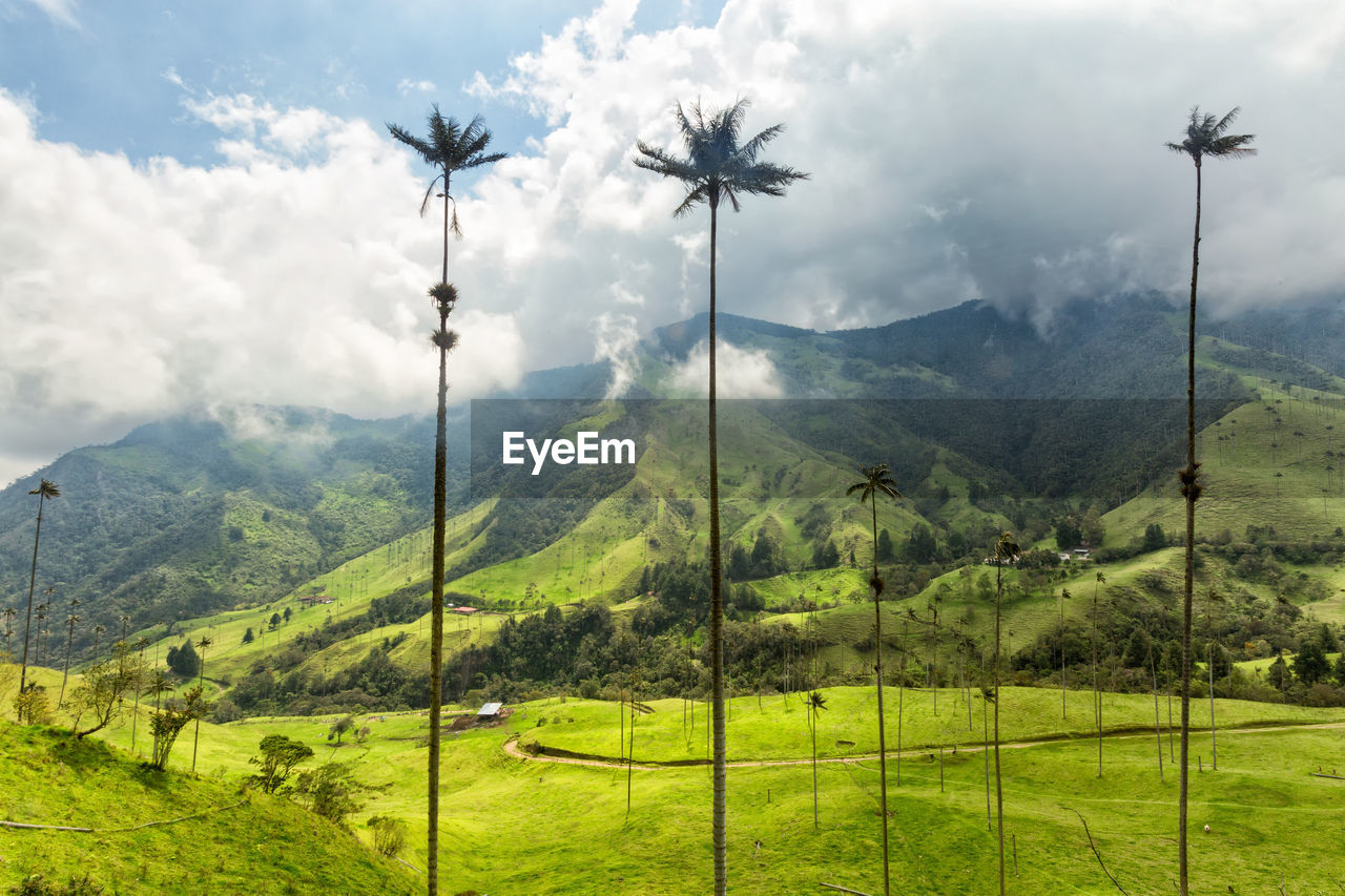 TREES ON FIELD AGAINST SKY