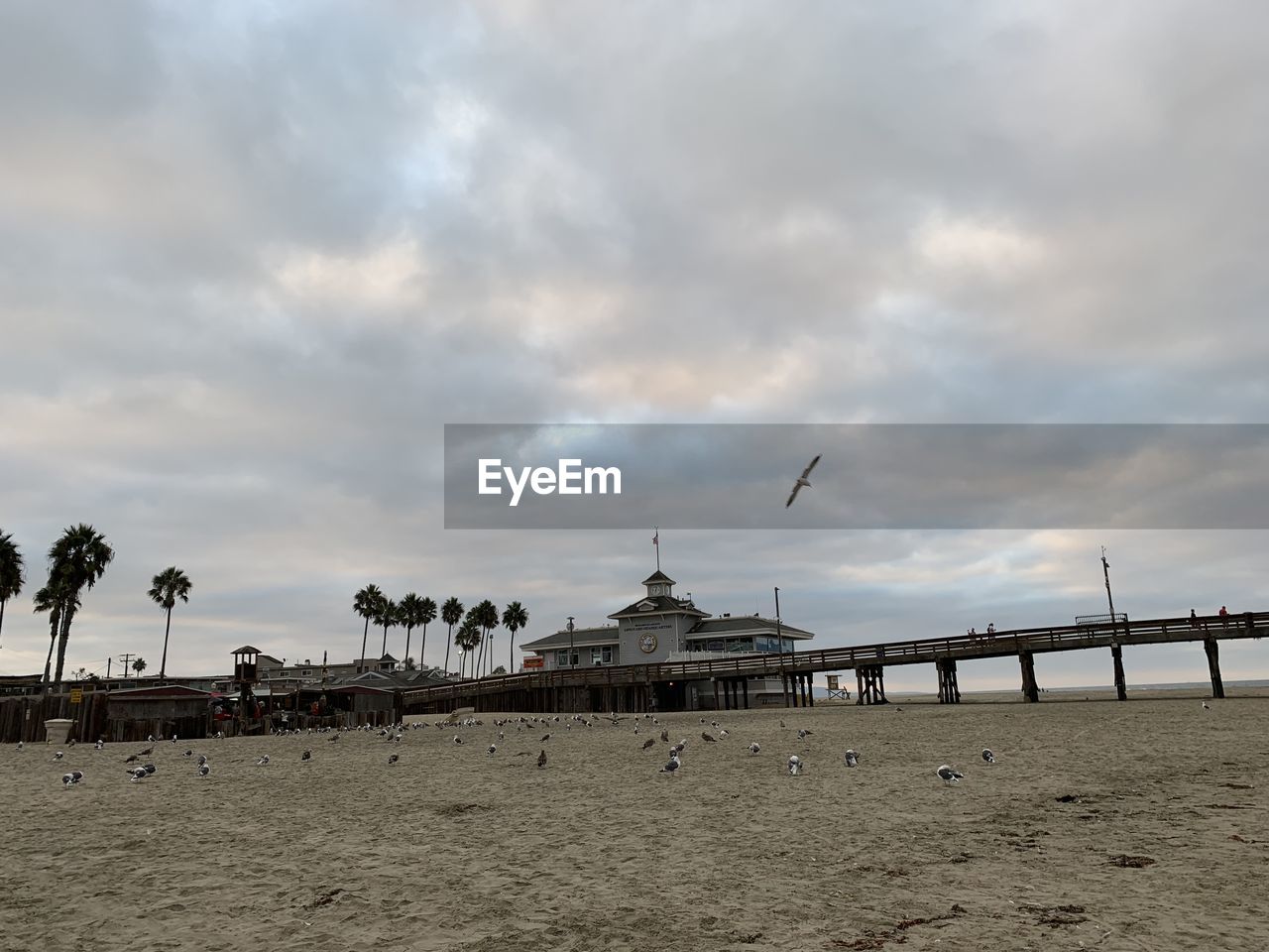 FLOCK OF BIRDS ON BEACH AGAINST SKY