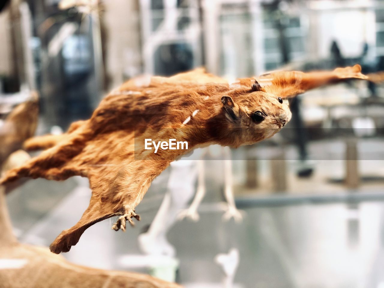 Taxidermy of southern flying squirrel at museum