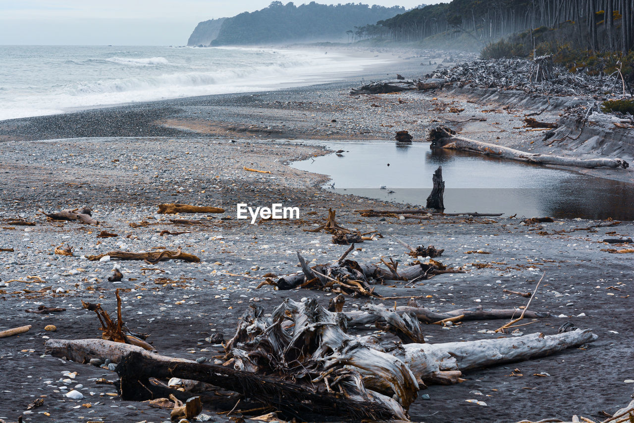 Driftwood on beach