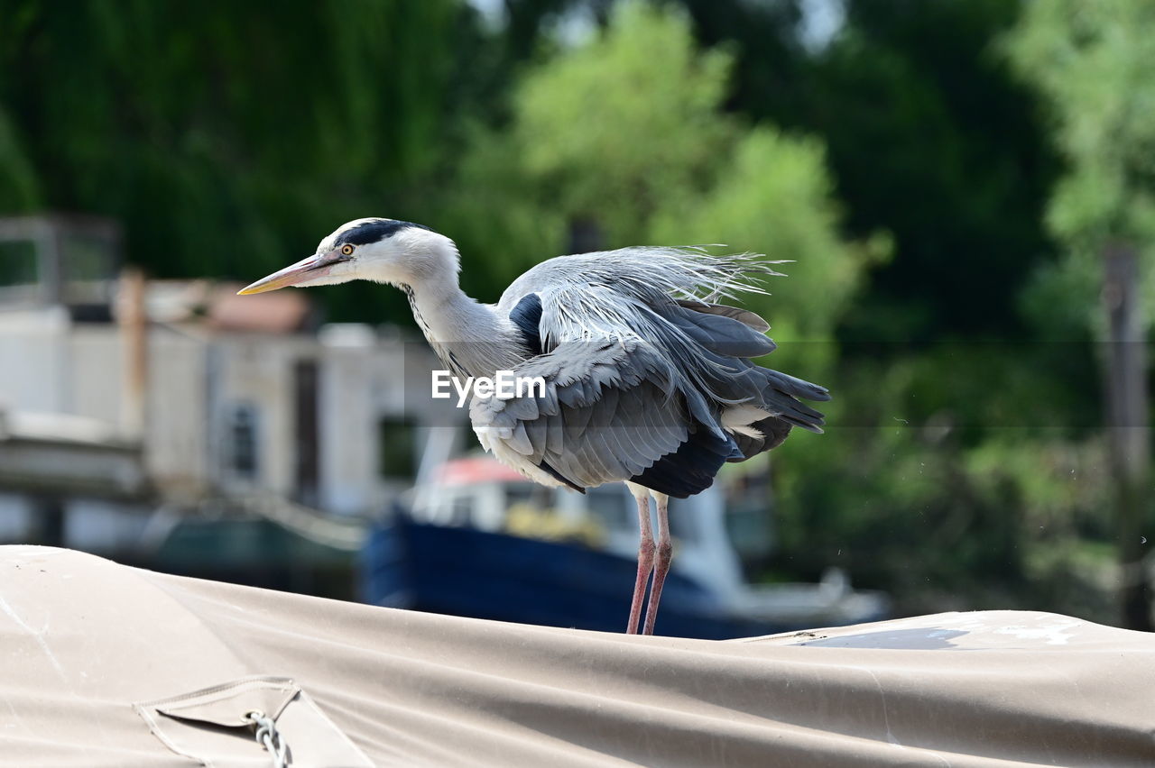 bird, animal, animal themes, animal wildlife, wildlife, one animal, nature, focus on foreground, heron, day, no people, water, outdoors, water bird