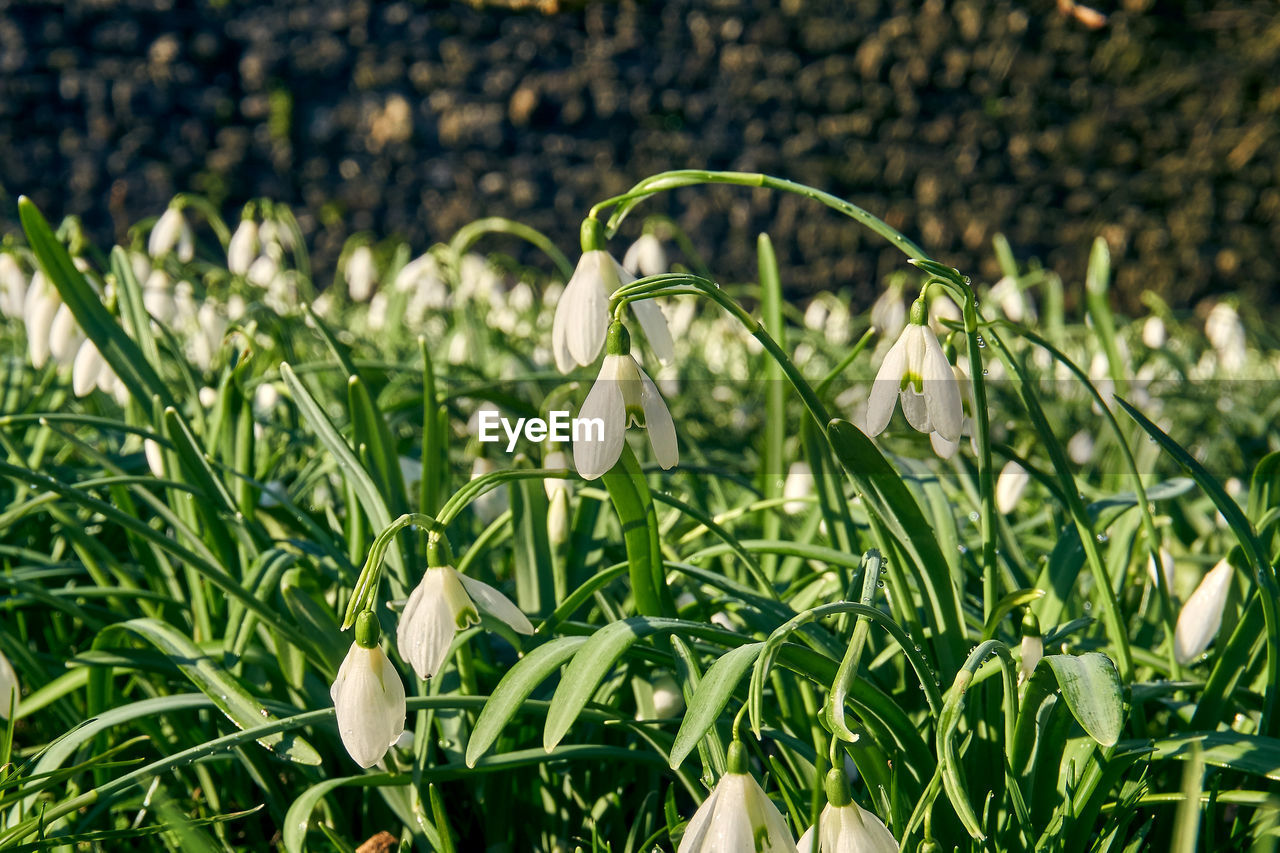 Close-up of fresh green flowering plants on field