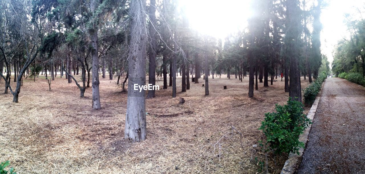 VIEW OF TREES IN FOREST