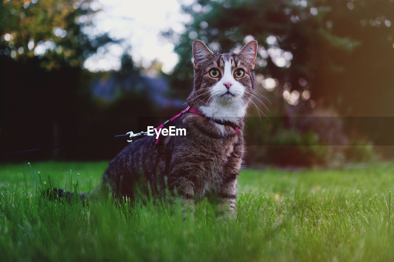 Portrait of cat on grassy field