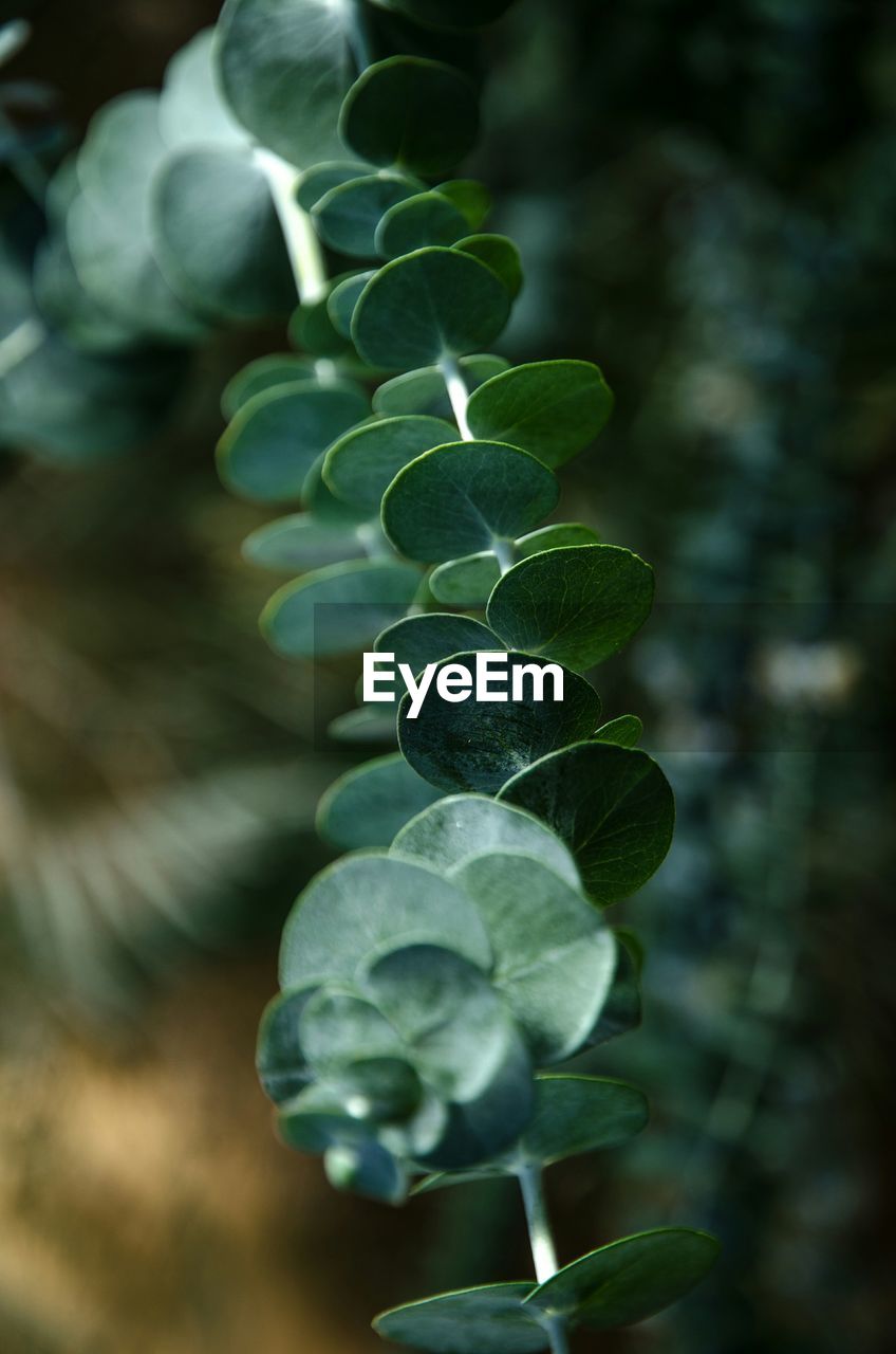 Close-up of leaves growing outdoors