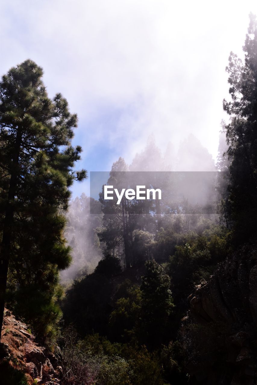 SCENIC VIEW OF TREES AND FOREST AGAINST SKY