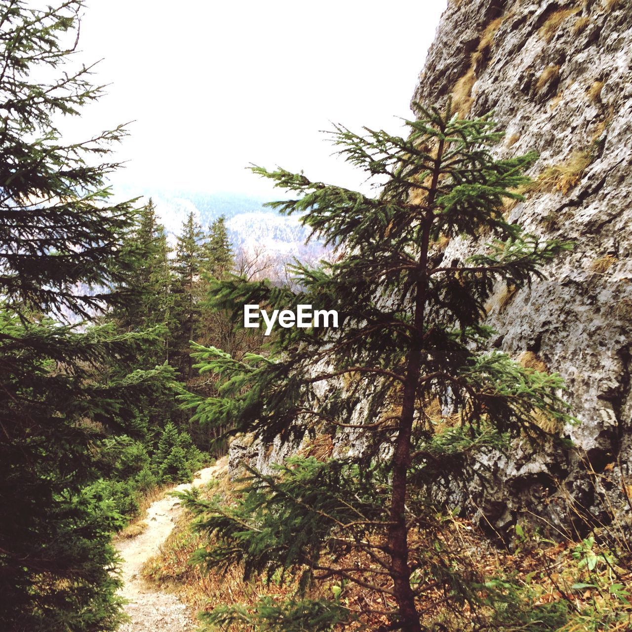 Empty narrow pathway along trees