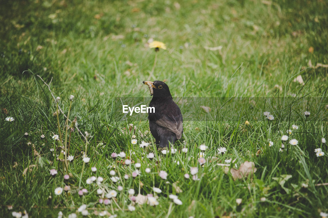 Bird perching on a field