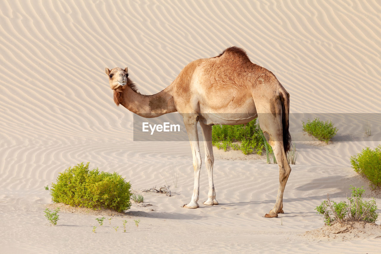 Middle eastern camel in a desert in abu dhabi, united arab emirates