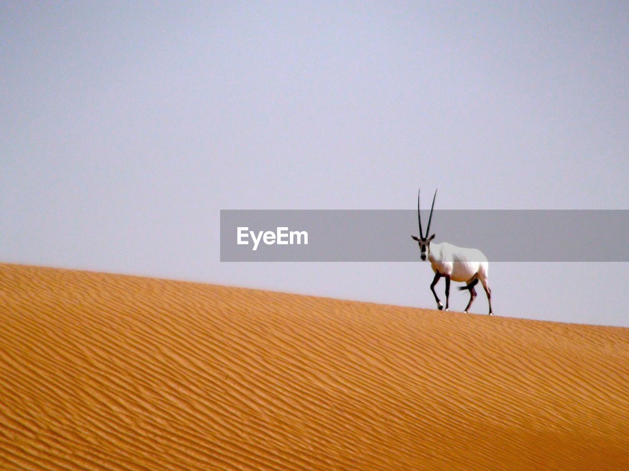 Arabian oryx walking in desert against clear sky