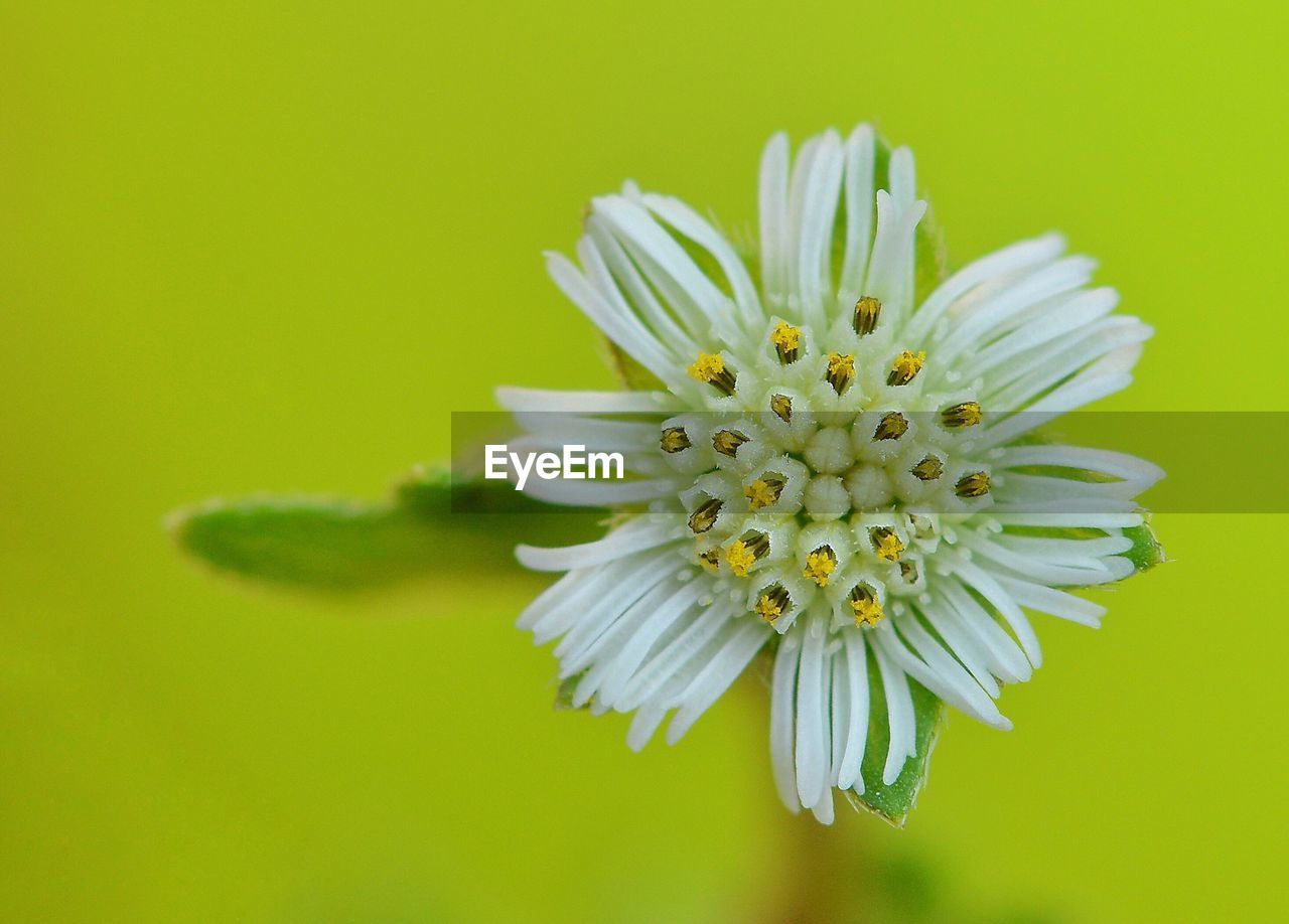 Close-up of flower over white background