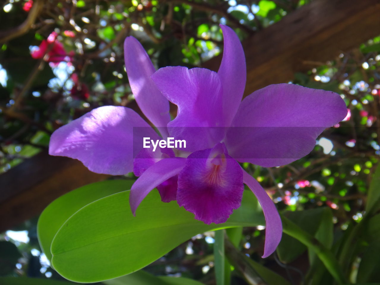 CLOSE-UP OF IRIS BLOOMING IN PARK