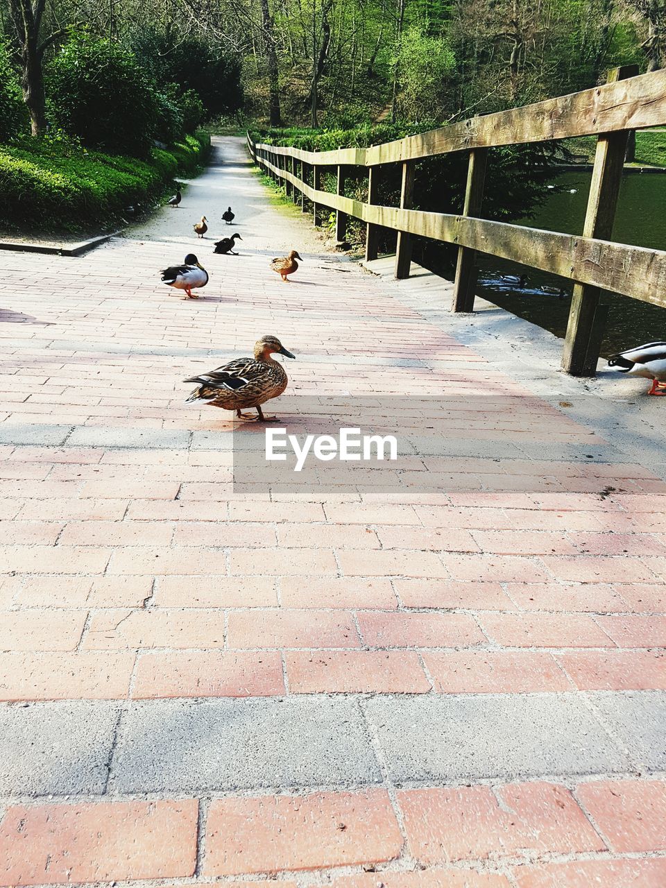 BIRDS PERCHING ON A WALL