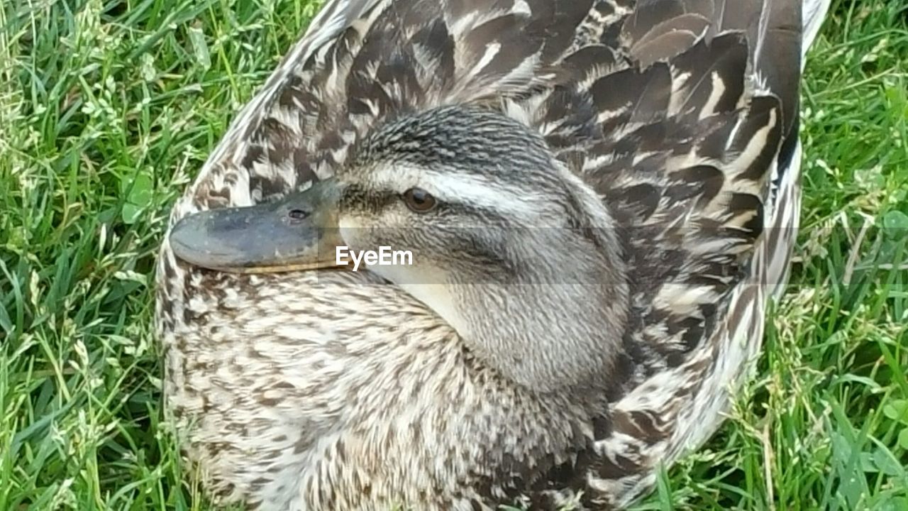 VIEW OF BIRDS ON GRASS