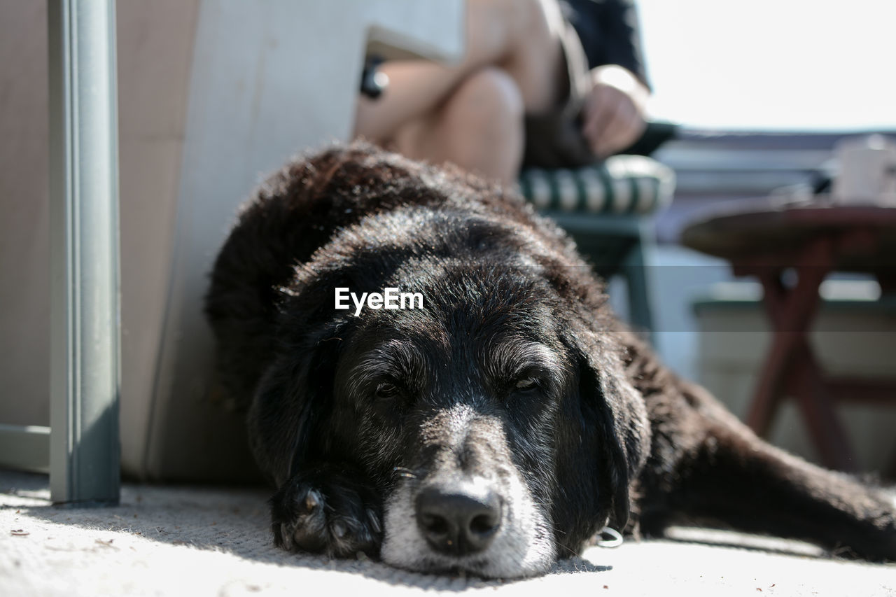 Close-up portrait of dog sitting on floor