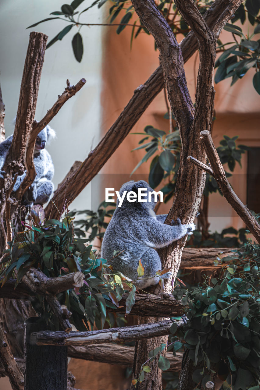 close-up of bird perching on tree