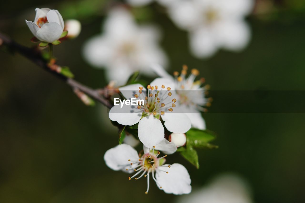 CLOSE-UP OF WHITE FLOWERS