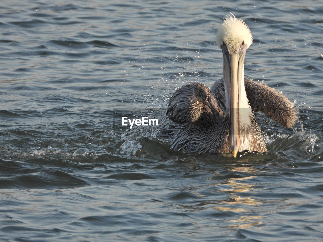 DUCK SWIMMING IN A LAKE