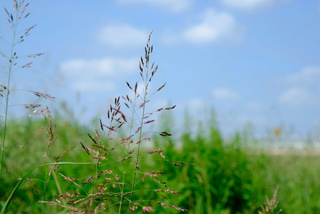 CLOSE-UP OF PLANTS GROWING ON FIELD AGAINST SKY