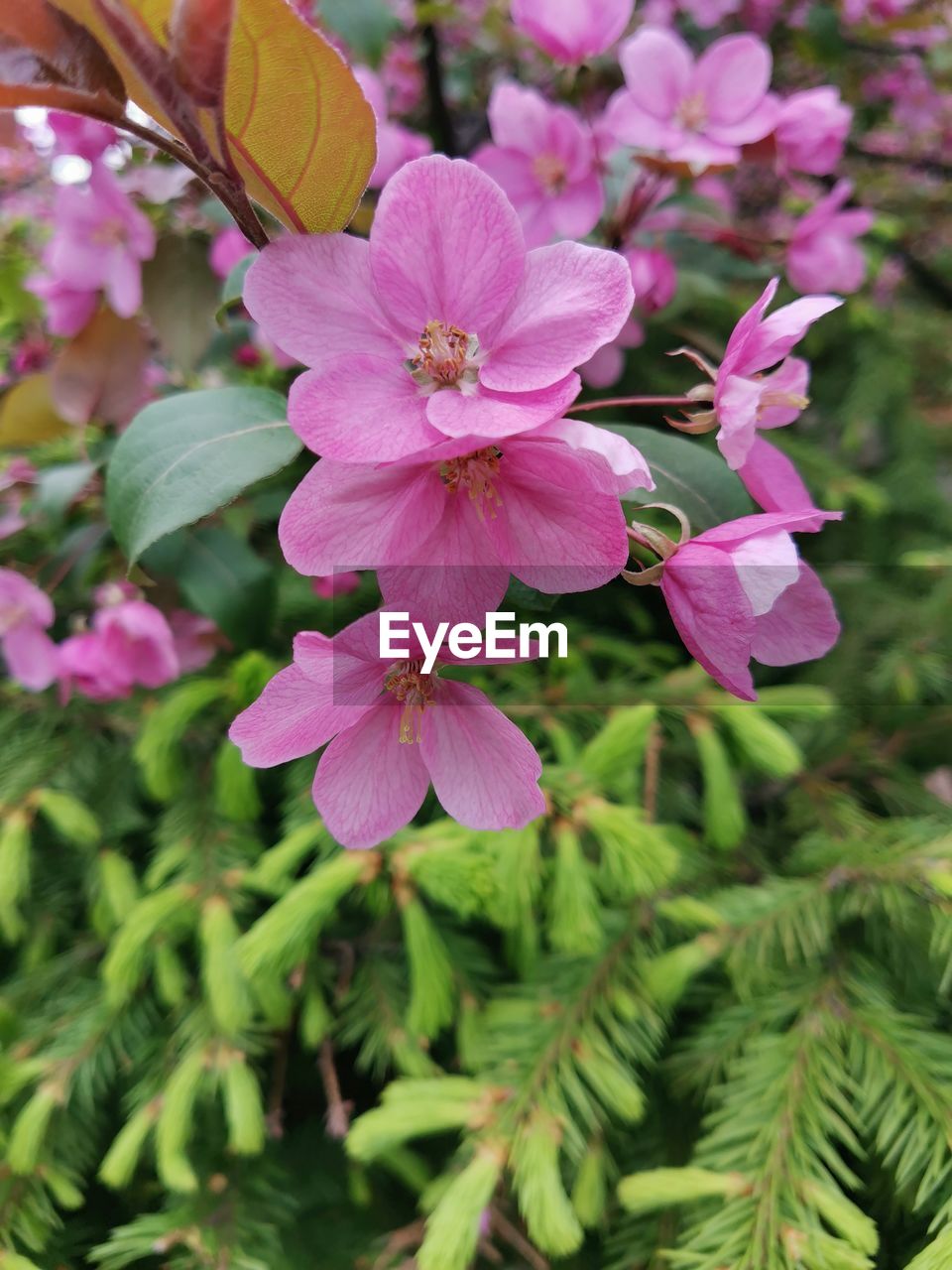 plant, flower, flowering plant, beauty in nature, pink, freshness, close-up, growth, fragility, petal, nature, flower head, inflorescence, plant part, leaf, no people, focus on foreground, tree, springtime, botany, outdoors, day, blossom, green, wildflower