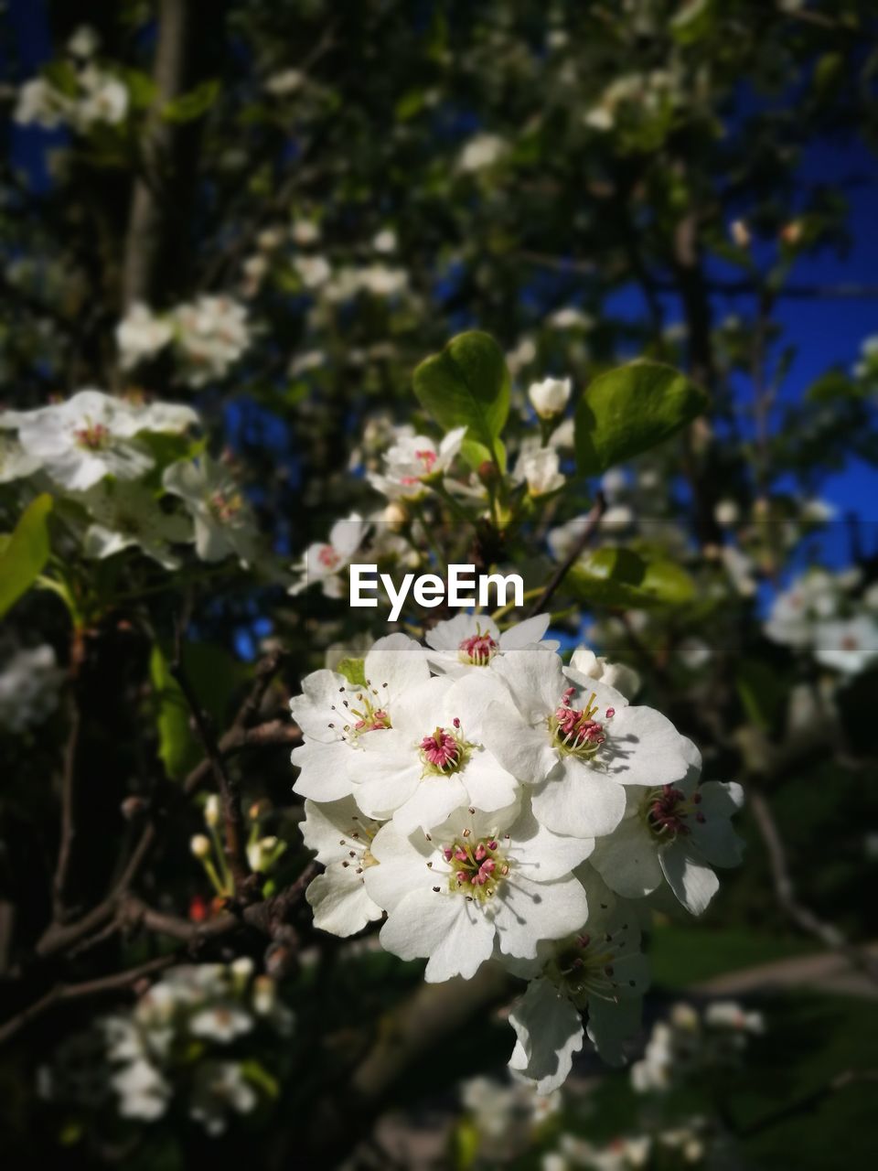 CLOSE-UP OF WHITE CHERRY BLOSSOM TREE