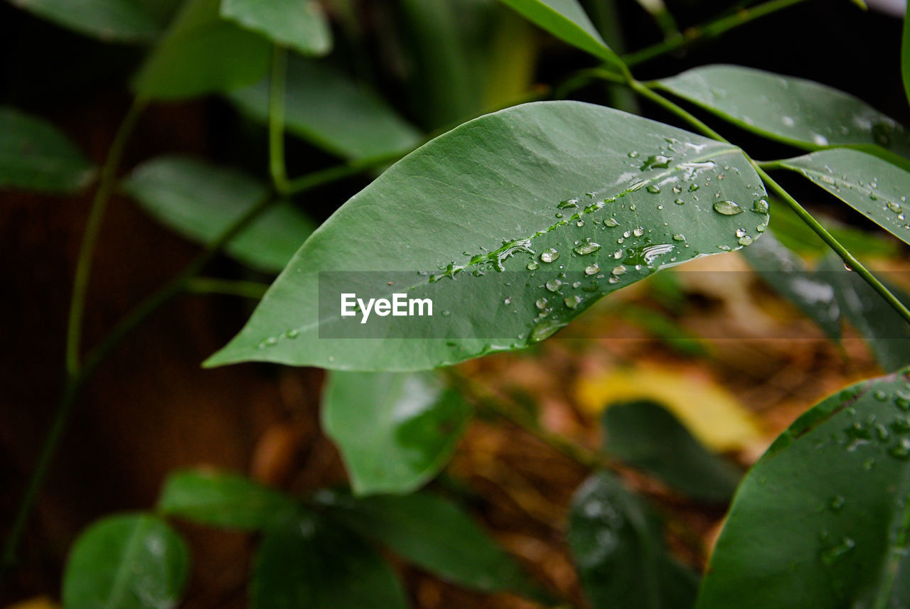 CLOSE-UP OF WATER DROPS ON PLANT