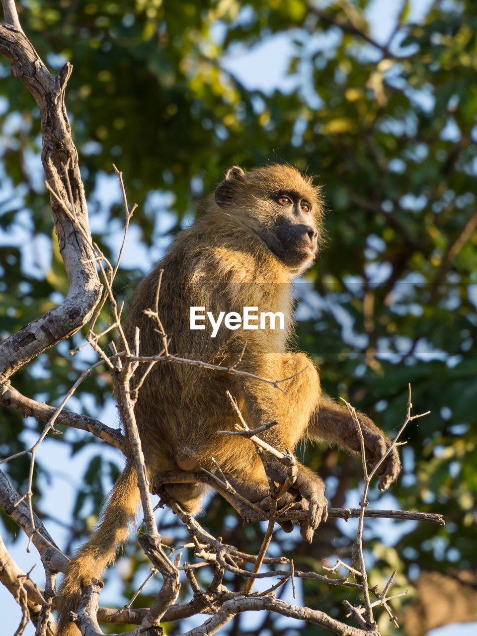 Low angle view of young baboon sitting on tree, chobe national park, botswana