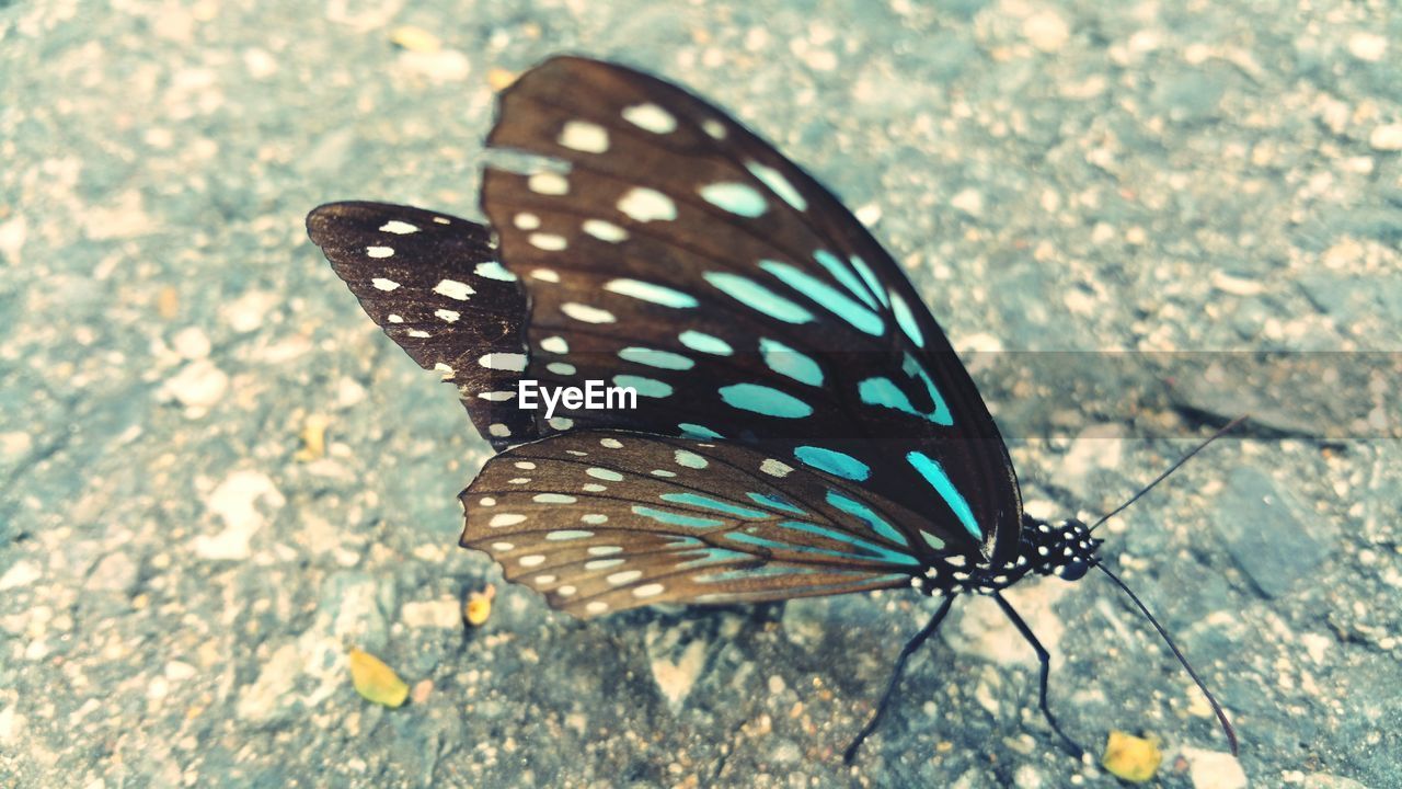 CLOSE-UP OF BUTTERFLY ON LEAF