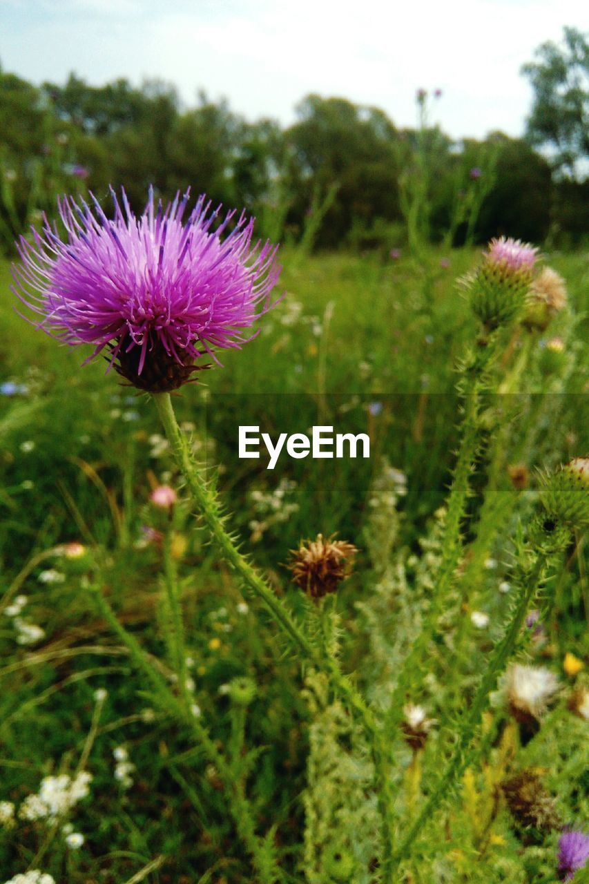 PURPLE FLOWER BLOOMING ON FIELD