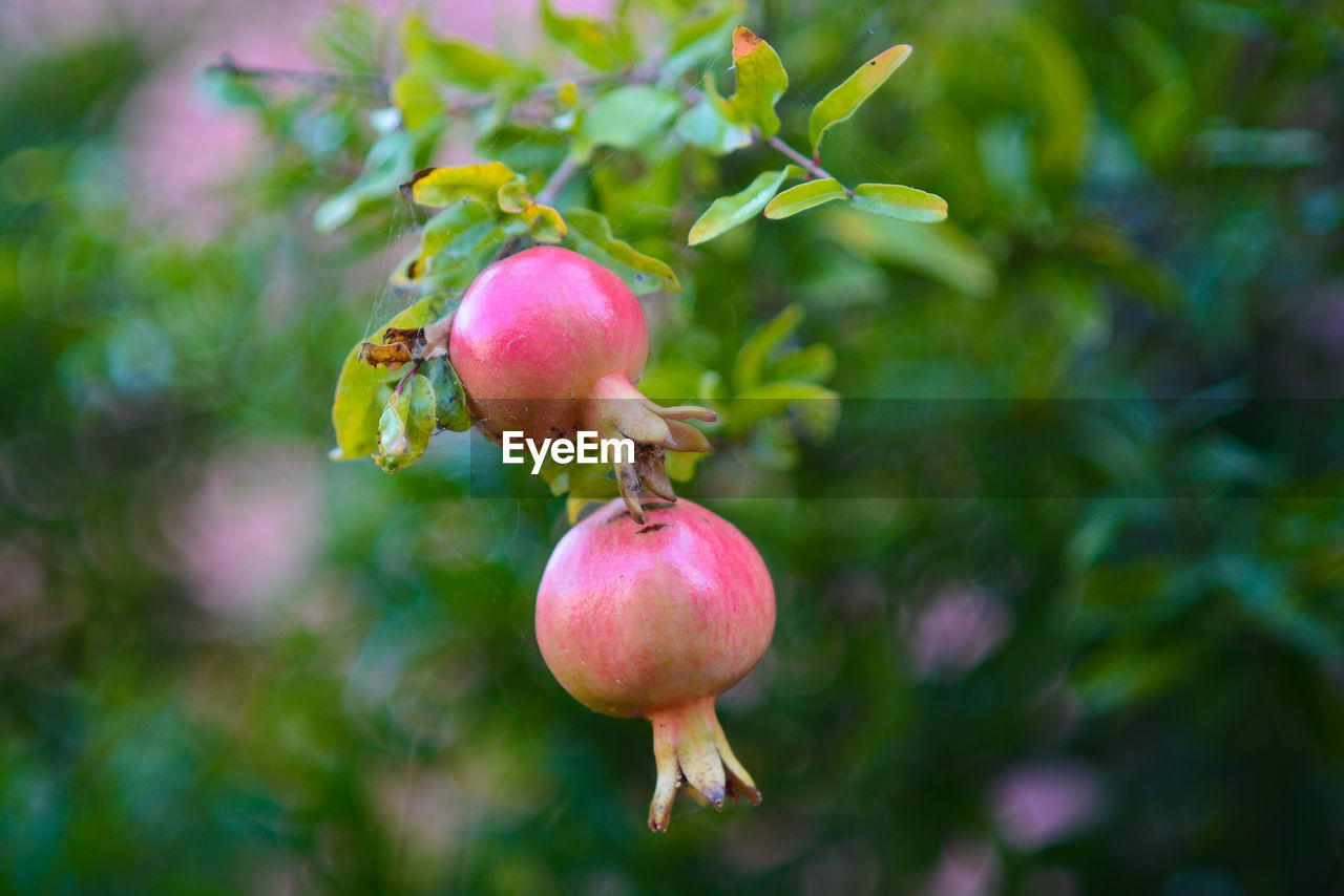 CLOSE-UP OF CHERRIES ON TREE