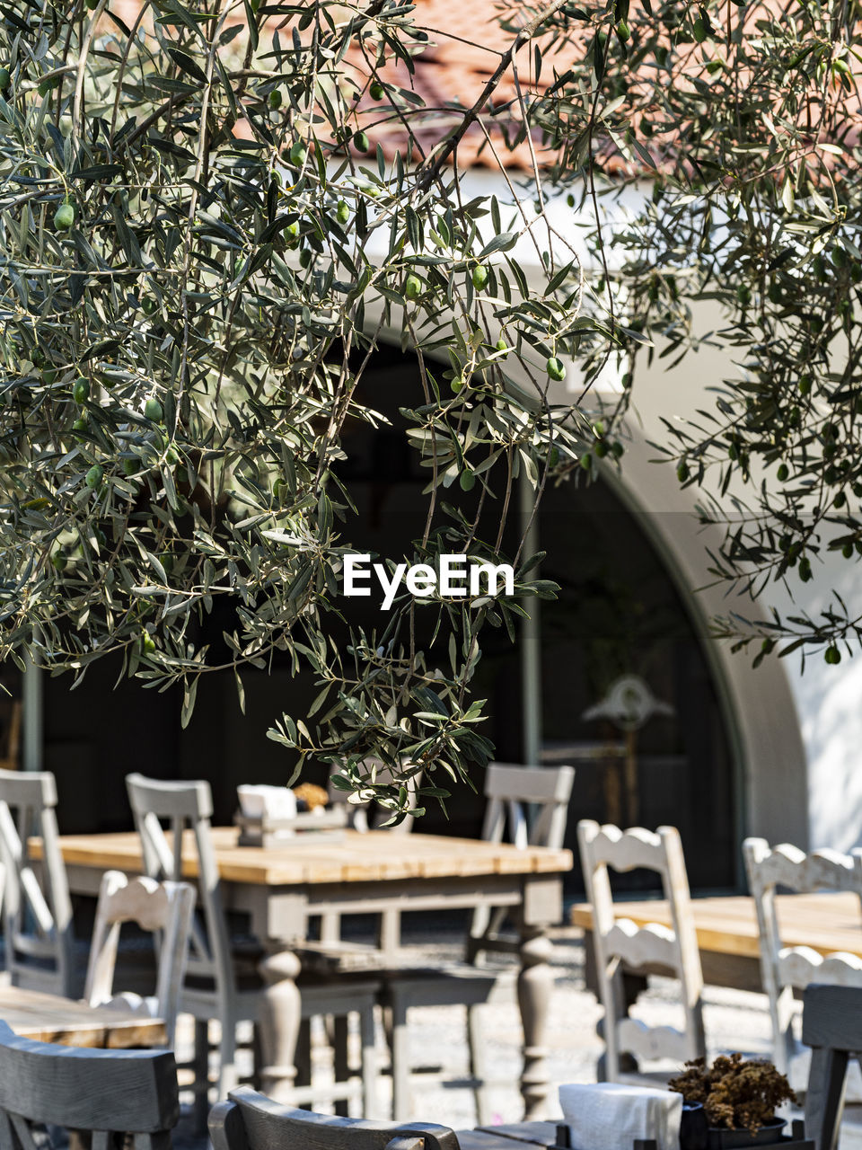 table, plant, seat, chair, nature, tree, no people, food and drink, architecture, day, outdoors, flower, restaurant, cafe, food, business, built structure, furniture, meal, building