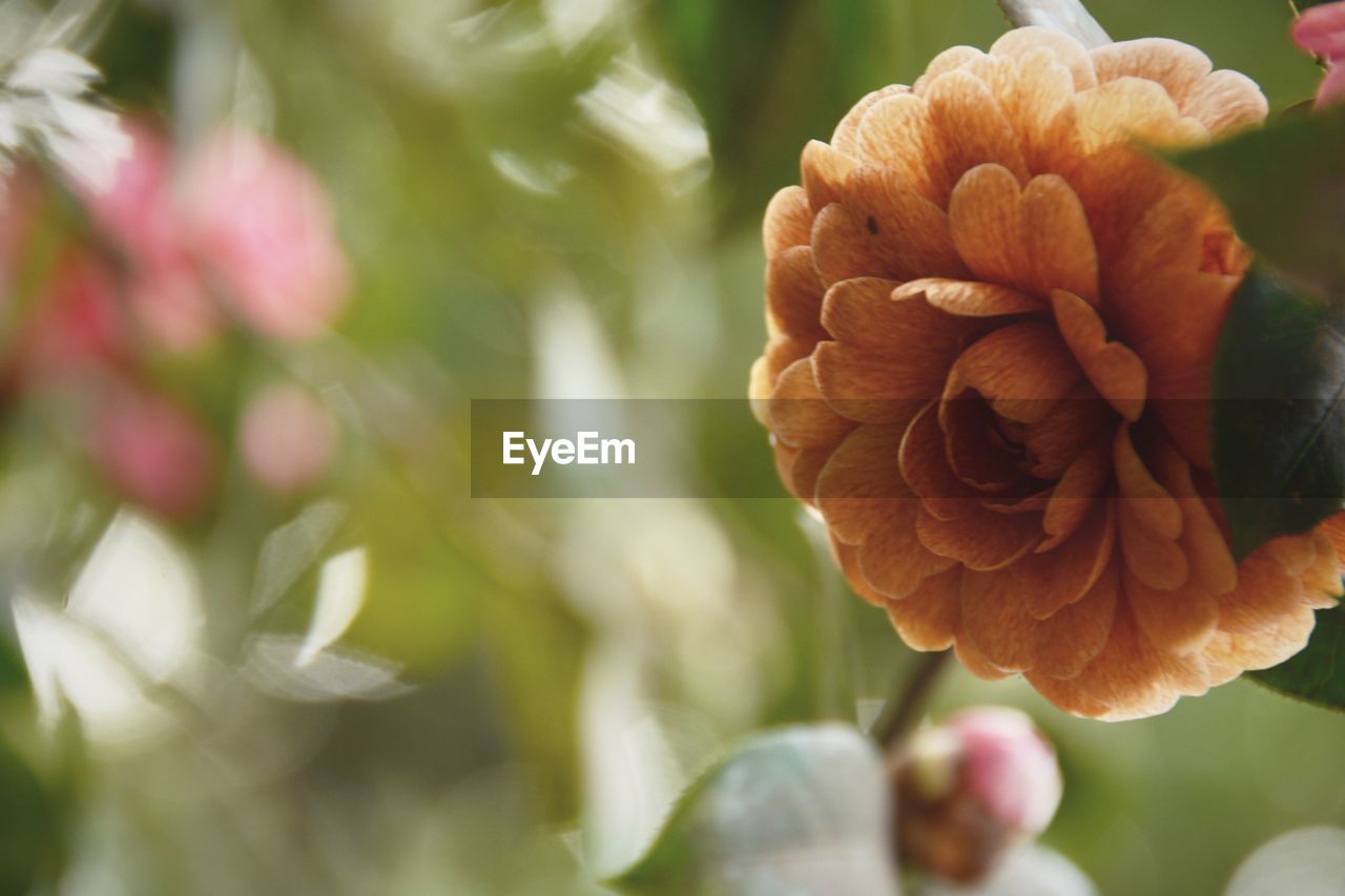 CLOSE-UP OF PINK FLOWER BLOOMING OUTDOORS