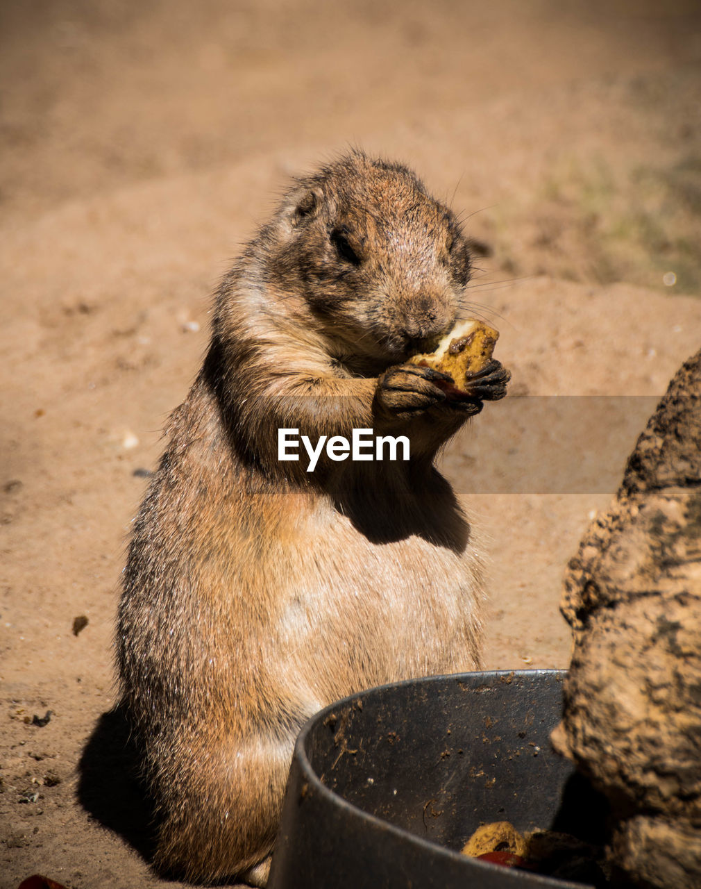 Close-up of marmot feeding on field